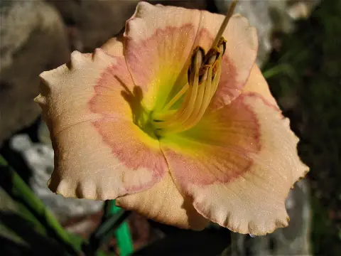 Sásliliom / Hemerocallis 'Raspberry Candy'