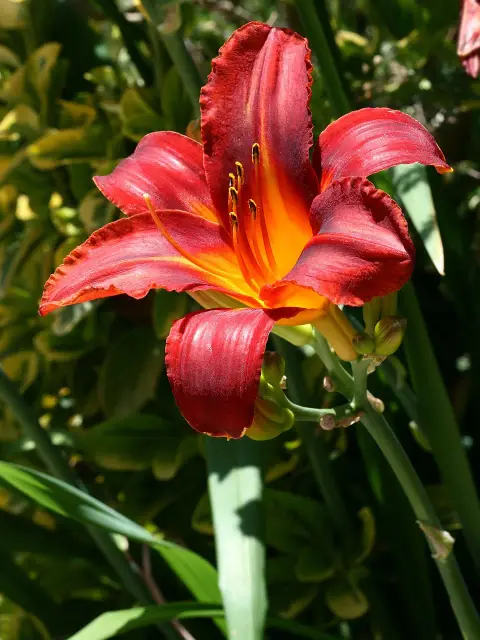 Sásliliom / Hemerocallis 'Red Precious'