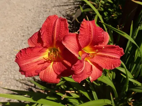 Sásliliom / Hemerocallis 'Red Rum'