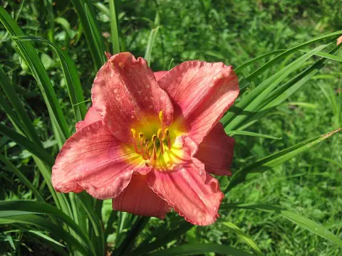Sásliliom / Hemerocallis 'Rosy Returns'