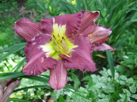Sásliliom / Hemerocallis 'Silent Sentry'