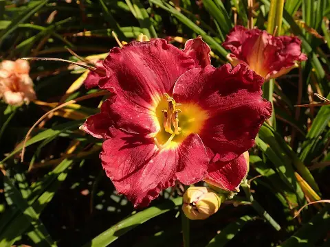 Sásliliom / Hemerocallis SILOAM 'Paul Watts'