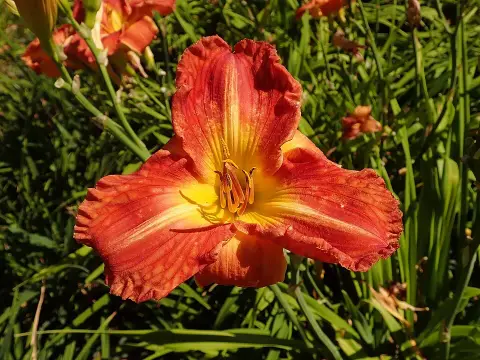 Sásliliom / Hemerocallis SILOAM 'Red Royal'