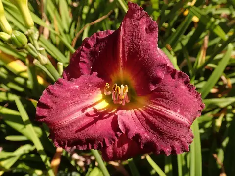 Sásliliom / Hemerocallis SILOAM 'Royal Prince'
