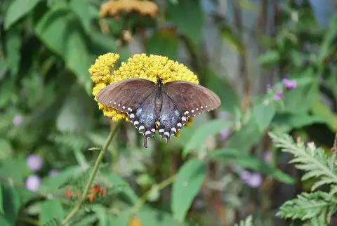 Jószagú cickafark / Achillea filipendulina 'Cloth of Gold'