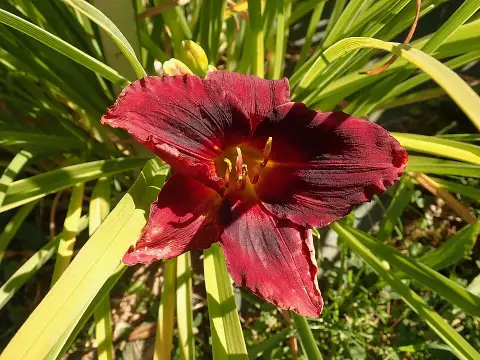 Sásliliom / Hemerocallis SILOAM 'Show Girl'