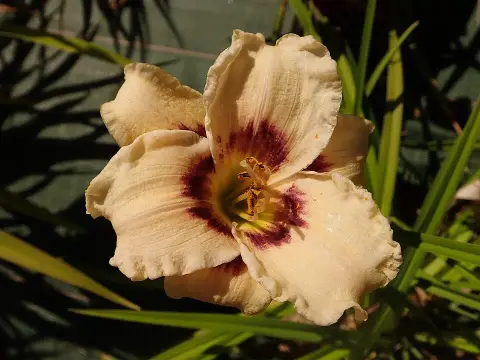 Sásliliom / Hemerocallis 'Snowy Eyes'