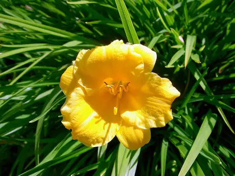 Sásliliom / Hemerocallis 'Stella Tangerine'