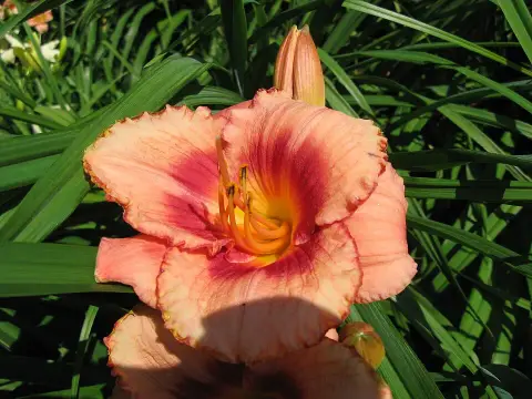 Sásliliom / Hemerocallis 'Strawberry  Candy'