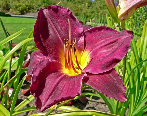 Sásliliom / Hemerocallis 'Strutter's Ball'