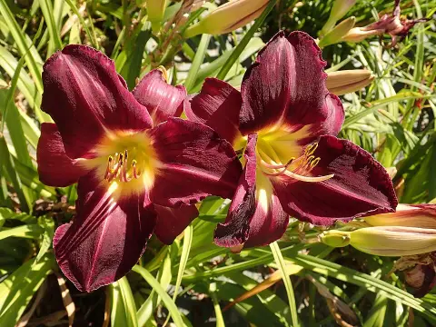 Sásliliom / Hemerocallis 'Violet Hour'