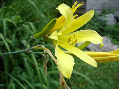 Citromsárga sásliliom / Hemerocallis citrina