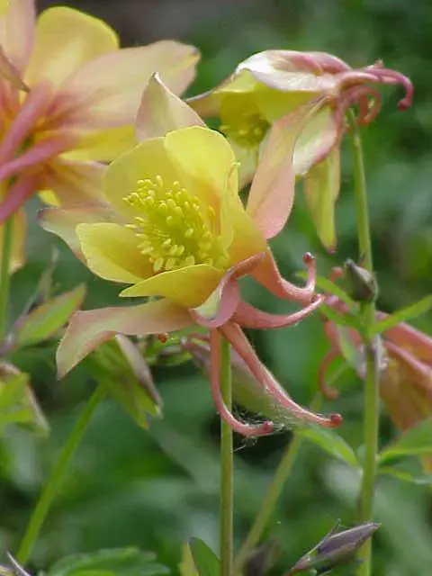 Kék harangláb / Aquilegia caerulea SPRING MAGIC® 'Rose & White'