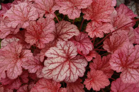 Tűzeső / Heuchera 'Berry Smoothie®'