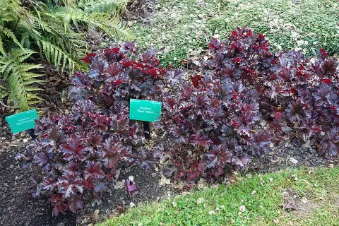 Tűzeső / Heuchera 'Black Taffeta®'