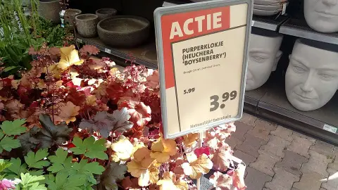 Tűzeső / Heuchera 'Boysenberry'