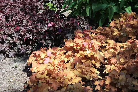 Tűzeső / Heuchera 'Caramel'