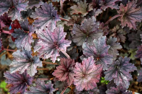 Tűzeső / Heuchera 'Frosted Violet'