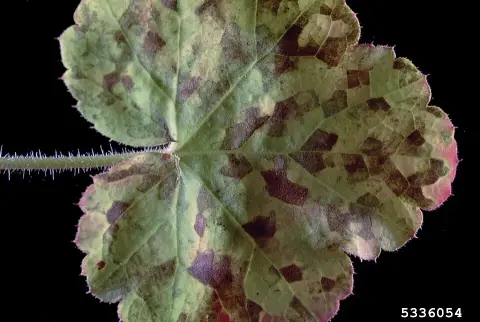 Tűzeső / Heuchera 'Georgia Plum'