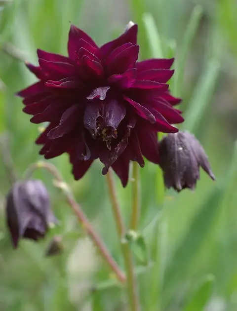 Réti harangláb / Aquilegia vulgaris 'Black Barlow'