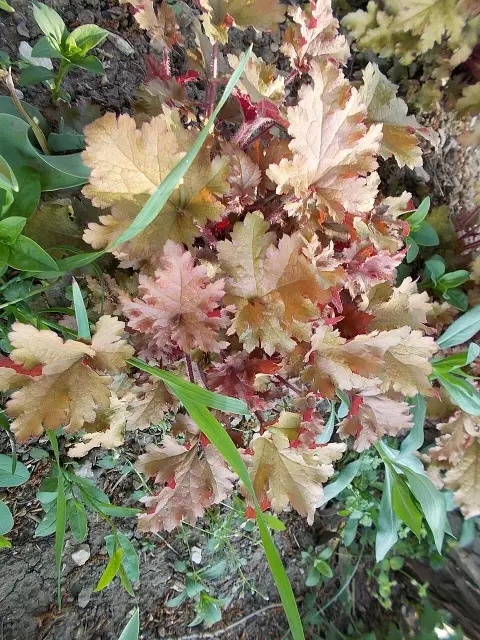 Tűzeső / Heuchera 'Lime Marmalade®'