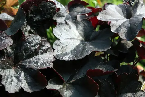 Tűzeső / Heuchera 'Obsidian'