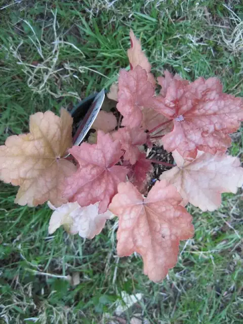 Tűzeső / Heuchera 'Peach Smoothie®'