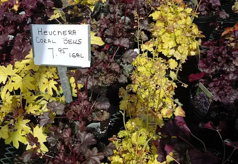 Tűzeső / Heuchera 'Red Lightning'