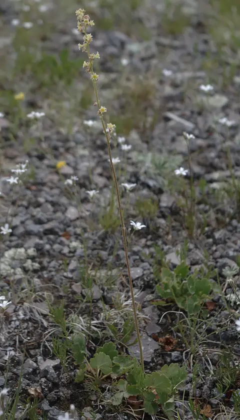 Tűzeső / Heuchera 'Rio®'