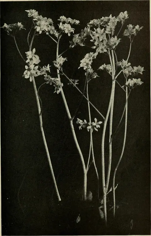 Réti harangláb / Aquilegia vulgaris 'Grandmother's Garden'