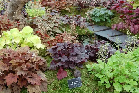 Tűzeső / Heuchera WORLD CAFFE® 'Shakerato'