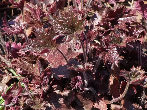 Amerikai tűzeső / Heuchera americana 'Palace Purple'