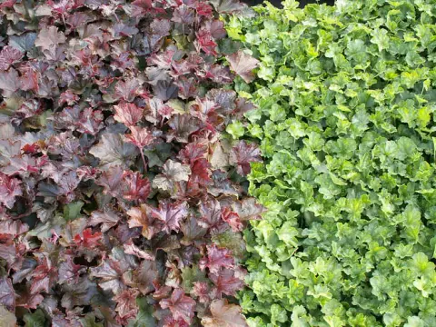 Vérvörös tűzeső / Heuchera sanguinea 'Leuchtkäfer'