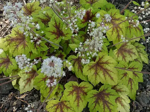 Turbáncső / Heucherella (×) 'Stoplight®'