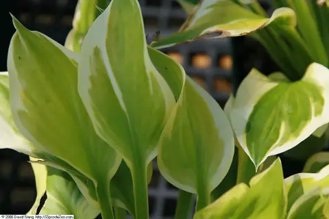 Árnyékliliom / Hosta 'Dancing Queen'