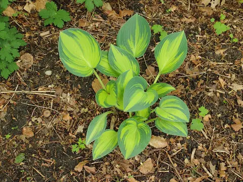 Árnyékliliom / Hosta 'June'