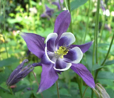 Réti harangláb / Aquilegia vulgaris 'White Barlow'