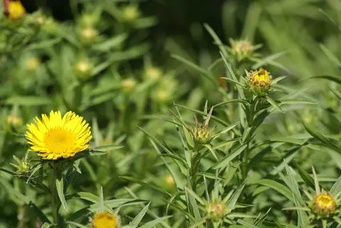 Kardlevelű peremizs / Inula ensifolia