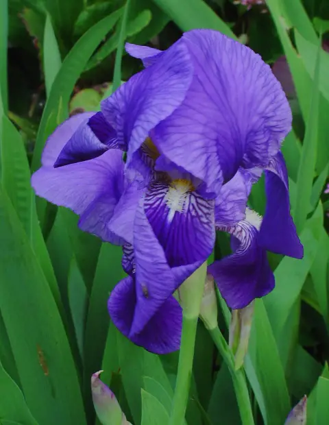 Kék nőszirom / Iris × germanica 'Domino Noir'