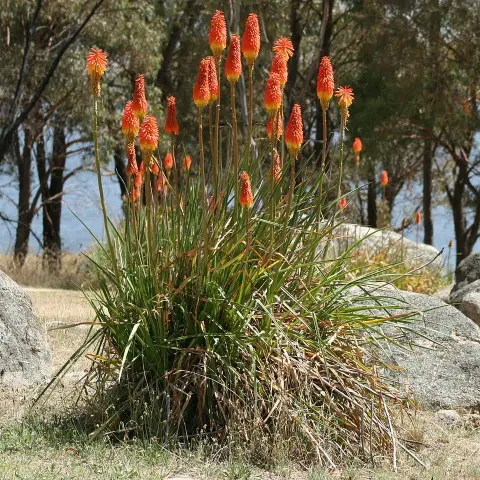 Fáklyaliliom / Kniphofia 'Incandesce'