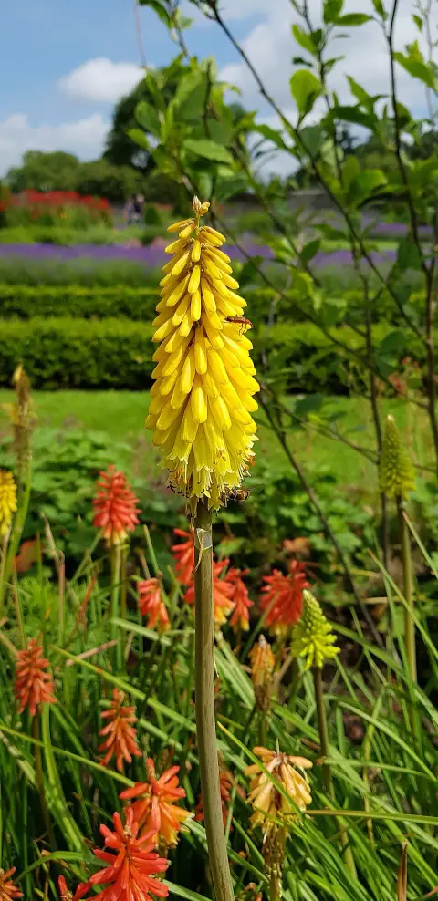 Fáklyaliliom / Kniphofia 'Lemon Popsicle'®