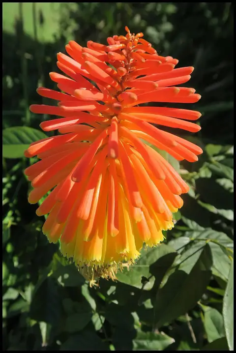 Fáklyaliliom / Kniphofia 'Magical Snow Storch'