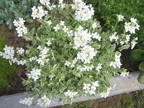 Kaukázusi ikravirág / Arabis caucasica 'Snowcap'