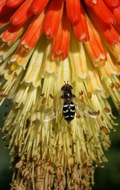 Fáklyaliliom / Kniphofia 'Redhot Popsicle'®