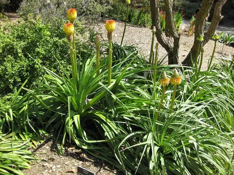Fáklyaliliom / Kniphofia rooperi
