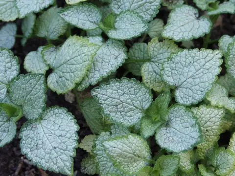 Foltos árvacsalán / Lamium maculatum 'White Nancy'