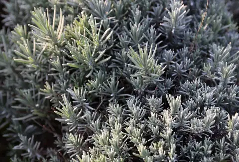 Angol levendula / Lavandula angustifolia 'Blue Cushion'
