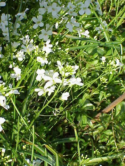 Indás ikravirág / Arabis procurrens 'Neuschnee'
