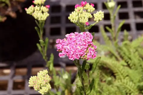 Közönséges cickafark / Achillea millefolium 'Saucy Seduction'