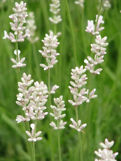 Angol levendula / Lavandula angustifolia 'Rosea'